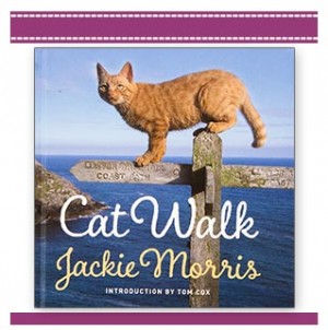 Cat-Walk-Jackie-Morris-photographic-book-children